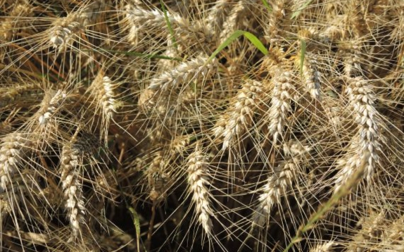 Projet Alimentaire Territorial (PAT)